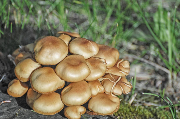Picture of mushrooms growing on stump.  Picture was taken in Alaska on a bright day in Fall.