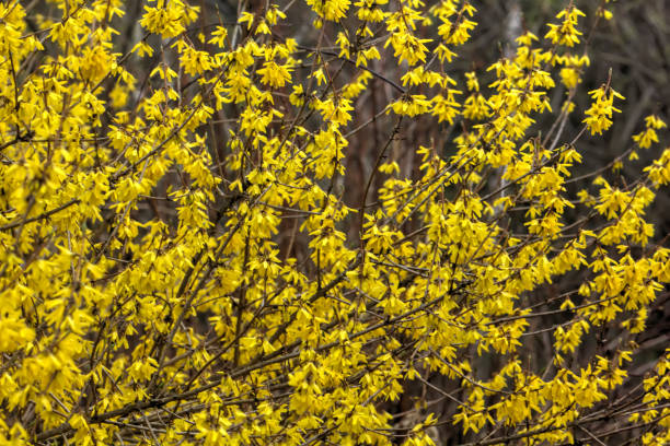 istock Forsythia. Yellow flowers. 645322560