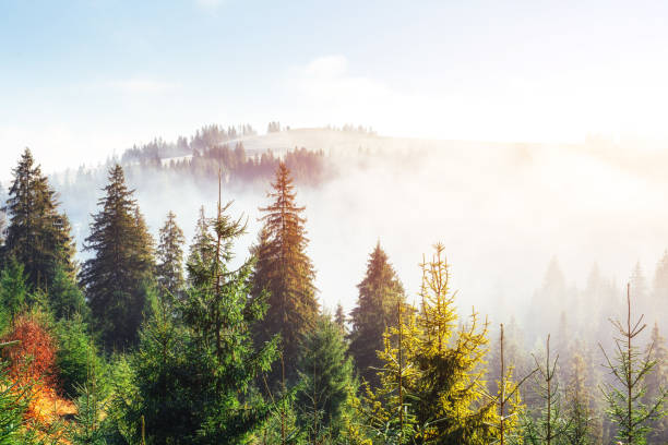 istock Sunlight in the green forest early morning 645325438