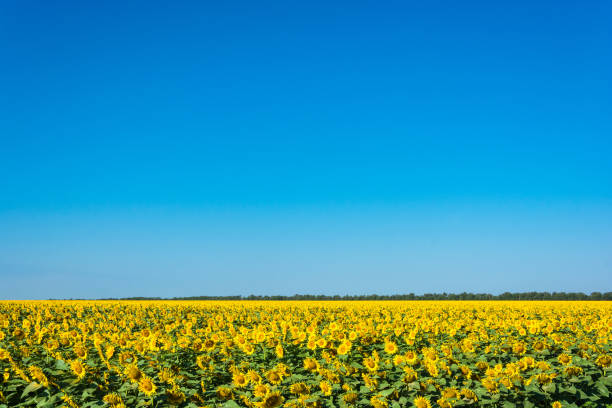 istock A large field of sunflowers. 645328072