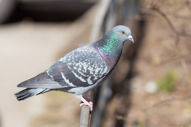 istock Portrait of a gray pigeon 645328318