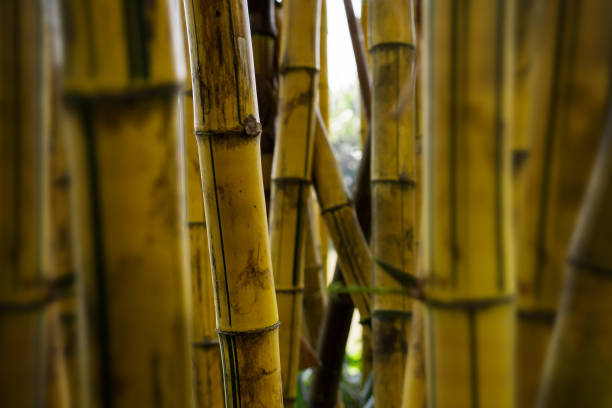 istock Yellow tropical bamboo grove 645331146
