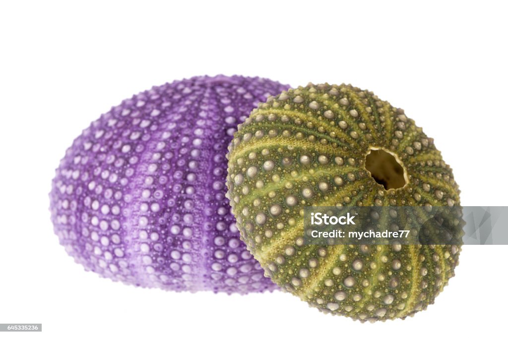 Sea shells of violet and green sea urchin isolated on white background Sea shells of violet and green sea urchin ( Echinoidea) isolated on white background. Australia Stock Photo