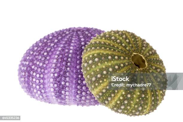 Sea Shells Of Violet And Green Sea Urchin Isolated On White Background Stock Photo - Download Image Now