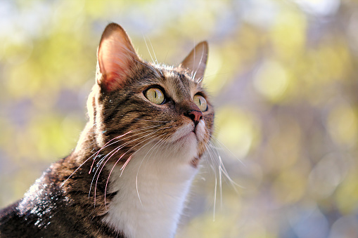 Domestic cat in a bright day