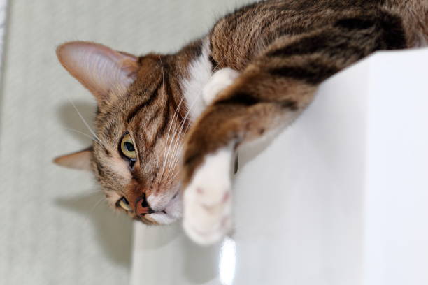 istock Striped short-haired cat lies on the fridge 645337648