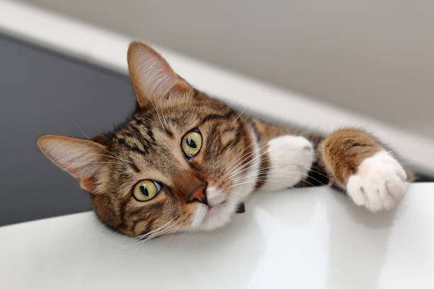 istock Muzzle of the domestic cat lying on the fridge 645337816