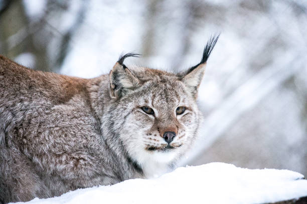 istock Lynx in a Winter Forest Close up 645344464