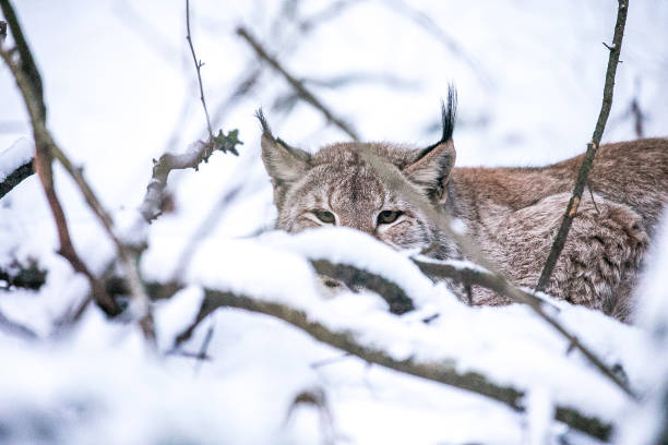 istock Lynx lurking in a Winter Forest 645344538