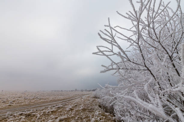istock Beautiful winter scenery with trees covered by frost 645344688