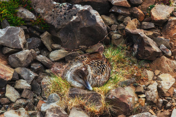 istock Wild duck on the nest. 645347098