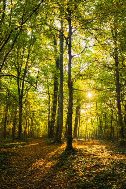 istock Autumn panorama in the mountains, in a remote rural area 645347814