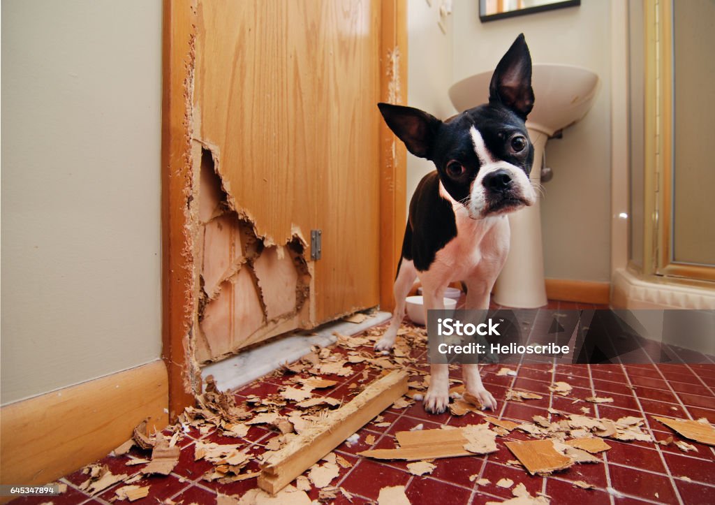 Naughty Boston Terrier A tiny Boston terrier puppy chews a hole in the bathroom door in an attempt to escape Dog Stock Photo