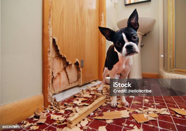 Naughty Boston Terrier Stock Photo - Download Image Now - Dog, Mischief, Damaged