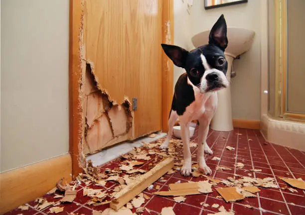 A tiny Boston terrier puppy chews a hole in the bathroom door in an attempt to escape
