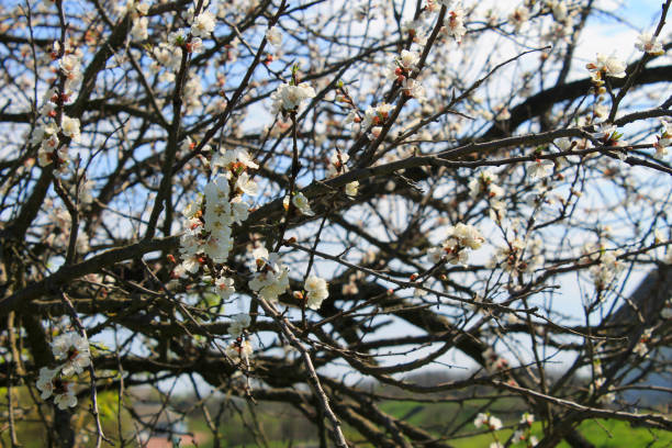 istock Flowers of apricot 645353754