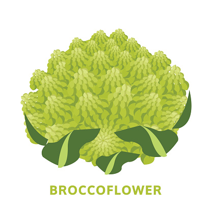 broccoflower illustration, isolated vegetable vector