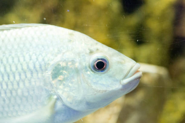 istock Beautiful colorful fish in the aquarium 645354270