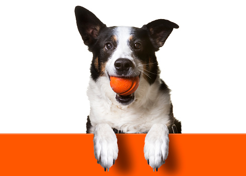 Dog with paws over orange sign, holding orange banner. Border Collie/ Terrier Mix