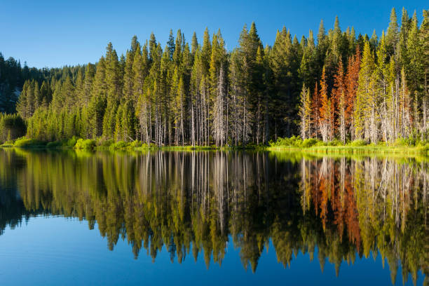 Beautiful mountain lake with tree line and reflections in the Tahoe Basin