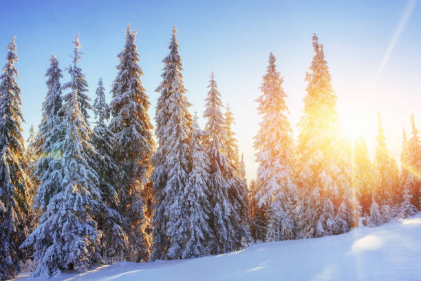 istock Mysterious winter landscape majestic mountains in  sunset. 645357646