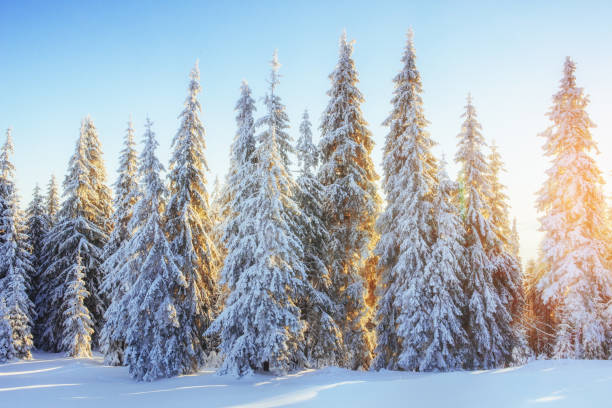 istock Mysterious winter landscape majestic mountains 645357678