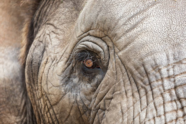istock The eye of the Elephant 645357832