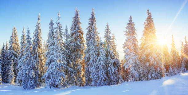 istock Mysterious winter landscape majestic mountains in  sunset. 645360120