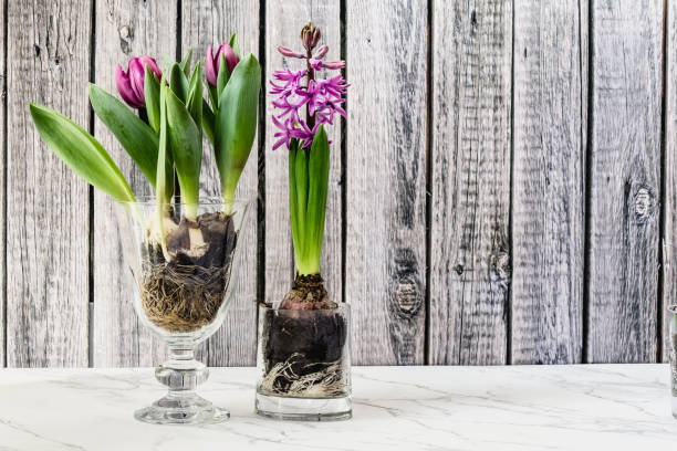 istock Fresh hyacinth flowers in bloom, studio shot 645363600
