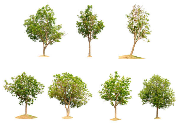 istock Collection trees on white background of isolated 645363640
