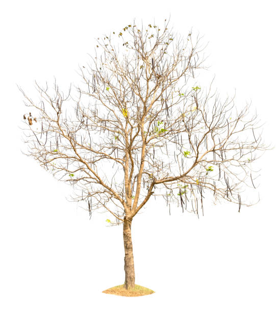istock tree nature on white background of Isolated 645363666