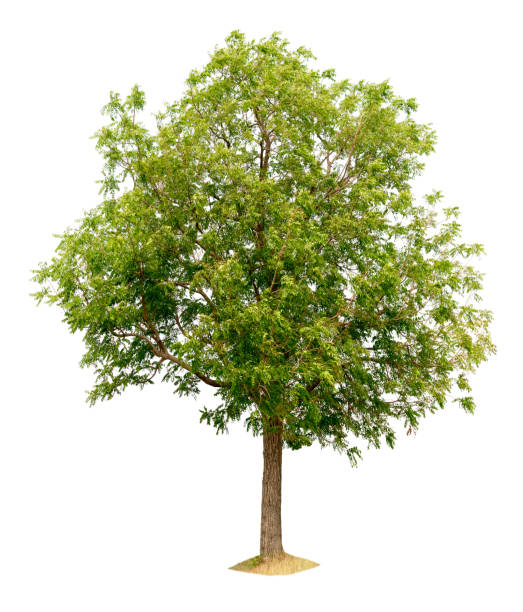istock tree nature on white background of Isolated 645363794