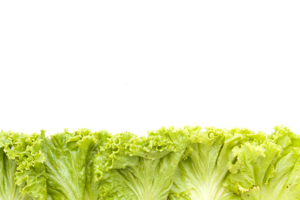 istock Frame fresh lettuce leaves close up isolated on white background 645363936