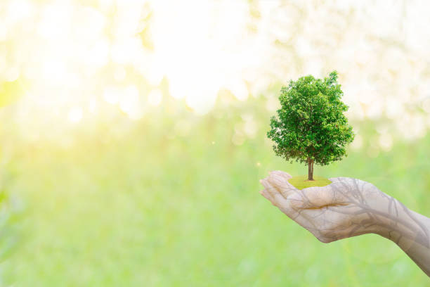istock Ecology concept Human hands holding big plant tree with on blurred sunset background,World Environment Day 645363984