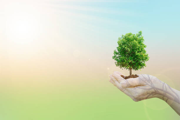 istock Ecology concept Human hands holding big plant tree with on blurred sunset background,World Environment Day 645363990