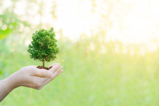 istock Ecology concept Human hands holding big plant tree with on blurred sunset background,World Environment Day 645364008