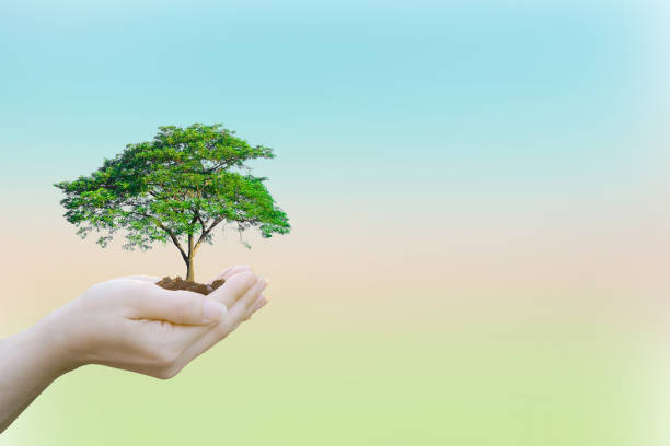 istock Ecology concept Human hands holding big plant tree 645364178