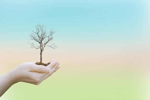 istock Ecology concept Human hands holding big plant tree 645364186
