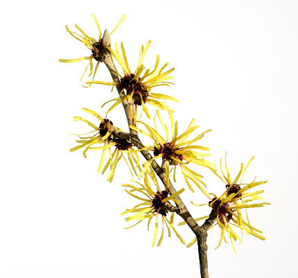 Witch hazel; blossom, Hamamelis