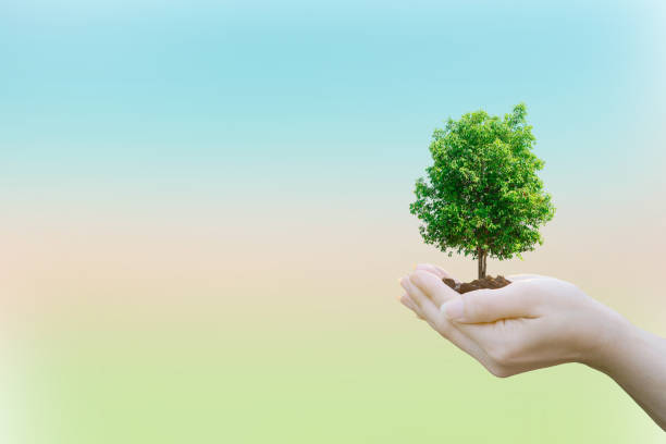 istock Ecology concept Human hands holding big plant tree with on blurred sunset background,World Environment Day 645364268