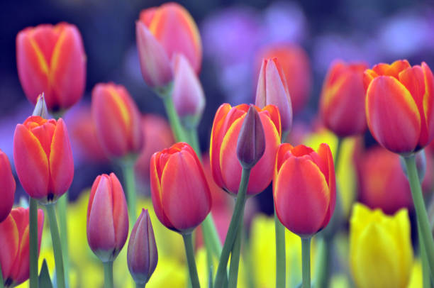 tulipes de printemps  - orange purple beauty in nature beautiful photos et images de collection