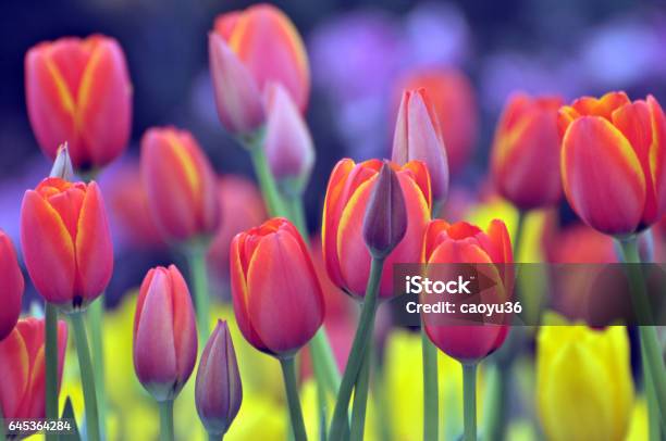 Spring Tulips Stock Photo - Download Image Now - Tulip, Flower, Agricultural Field