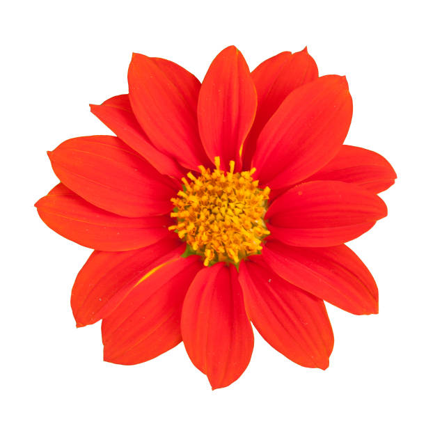 istock Orange flowers on white background 645364288