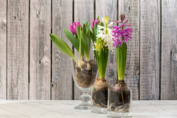 istock Hyacinth flowers, decorative vintage style 645364370
