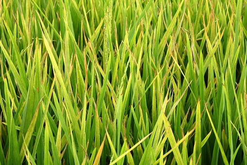 Field of rice, background, full frame