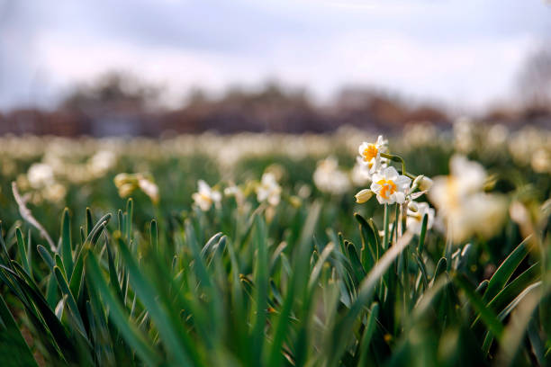 istock Beautiful field and white daffodils in Turkey 645365592
