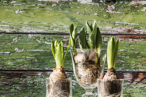 Closeup of fresh hyacinth plants over wooden background