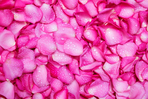 istock fresh light pink rose petal background with water rain drop 645366830