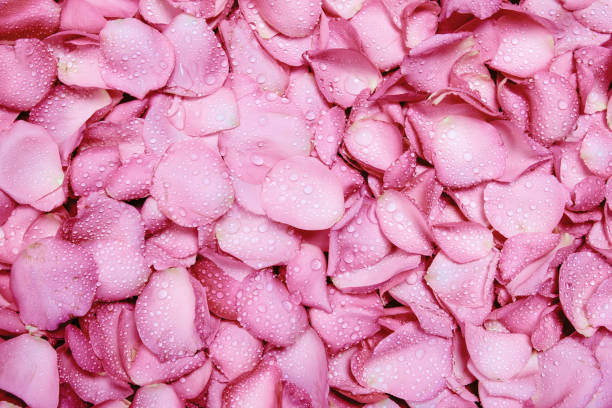 istock fresh light pink rose petal background with water rain drop 645367028