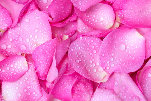 istock fresh light pink rose petal background with water rain drop 645367070